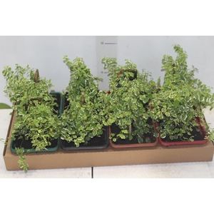 UNHA DE GATO P17 QUADRADO