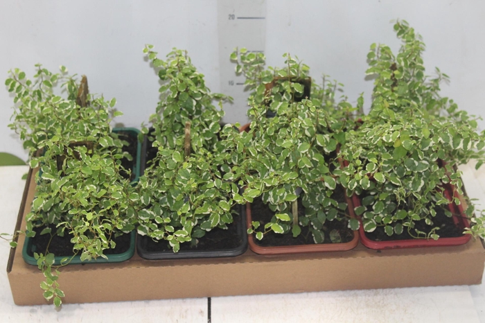 <h4>UNHA DE GATO P17 QUADRADO</h4>