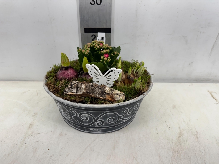 <h4>ARR PL IN SCHAAL</h4>