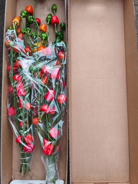 <h4>SIERPEPERS TAK</h4>