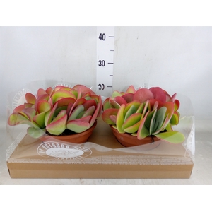 Kalanchoe NF thyrsiflora