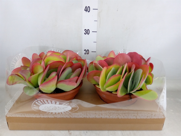 <h4>Kalanchoe NF thyrsiflora</h4>