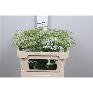 Ammi Majus