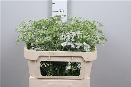 <h4>Ammi Majus</h4>