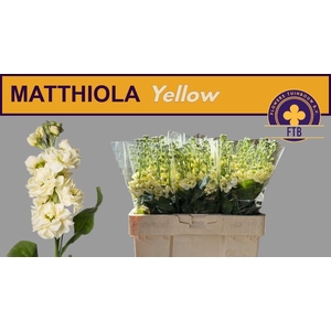 MATTH MATHILD YELLOW
