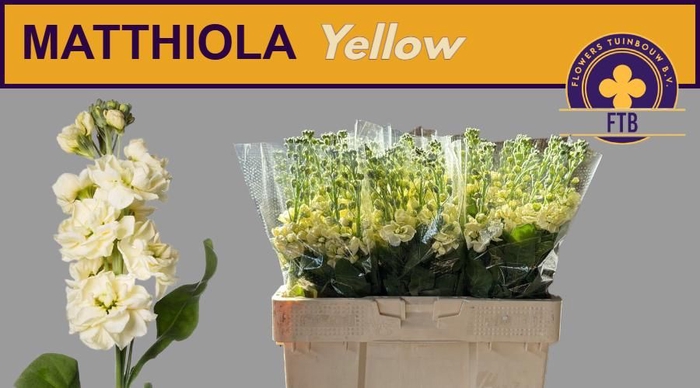 <h4>MATTH MATHILD YELLOW</h4>