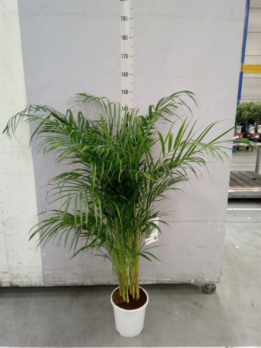 <h4>Dypsis lutescens   ...Chrysalidoca</h4>