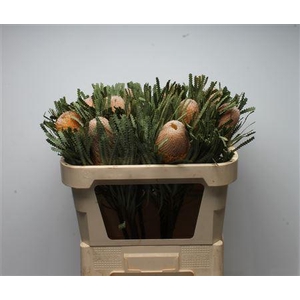 Banksia Hookeriana
