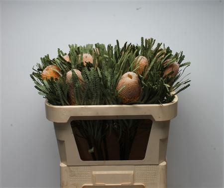 <h4>Banksia Hookeriana</h4>