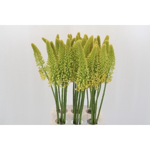 Eremurus Image