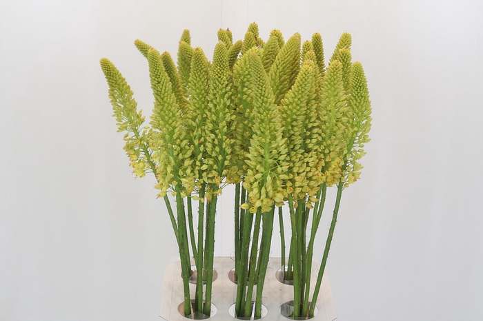 <h4>Eremurus Image</h4>