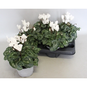 Cyclamen Super Serie XL Pure White