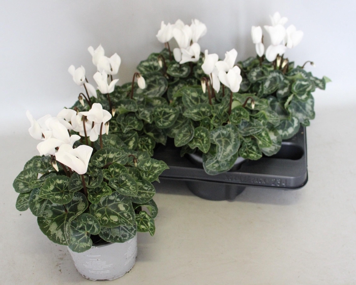 <h4>Cyclamen Super Serie XL Pure White</h4>