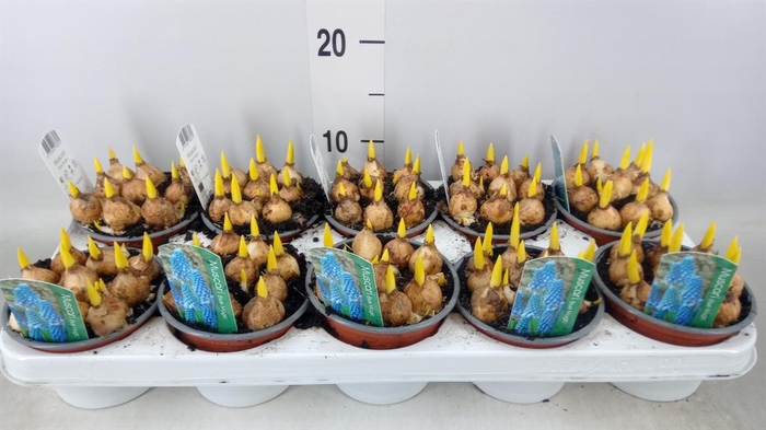 <h4>Muscari  'Magic Blue'</h4>