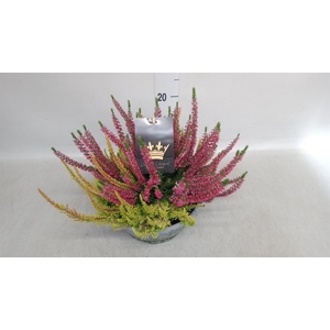 Calluna vulg. 'Beauty L CCrow' ..mx