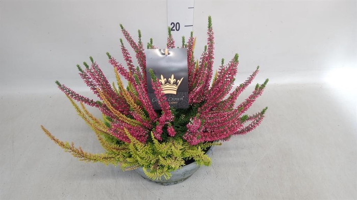 <h4>Calluna vulg. 'Beauty L CCrow' ..mx</h4>
