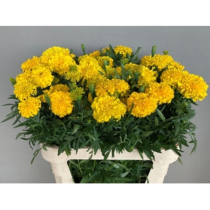 TAG E PROMISE YELLOW