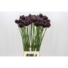 Allium Forelock