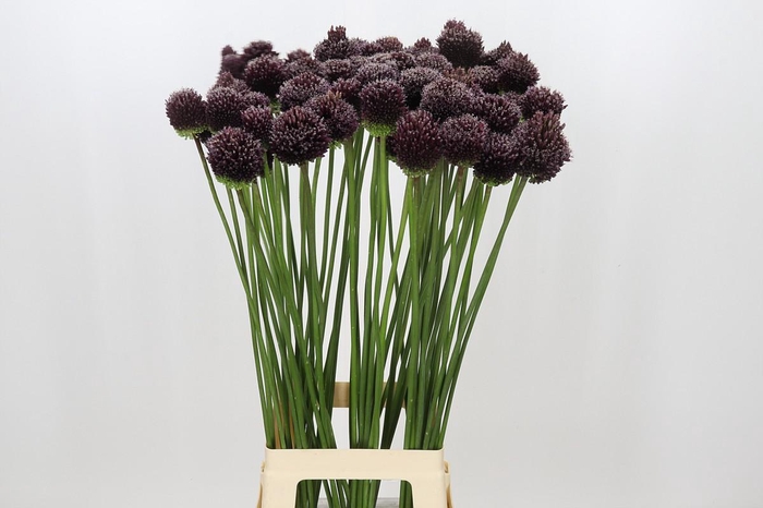 <h4>Allium Forelock</h4>
