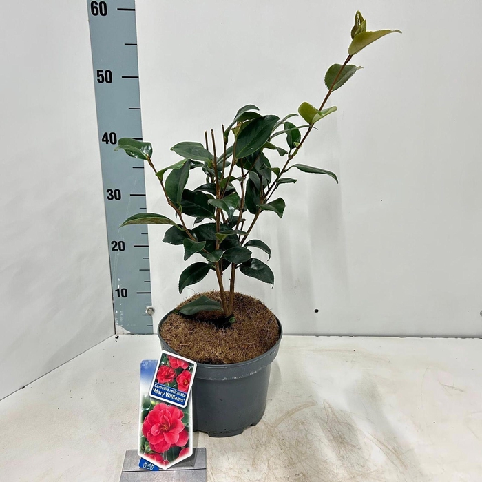 <h4>Camellia reticulata Mary Williams</h4>