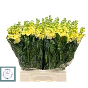 MATTH IRON YELLOW
