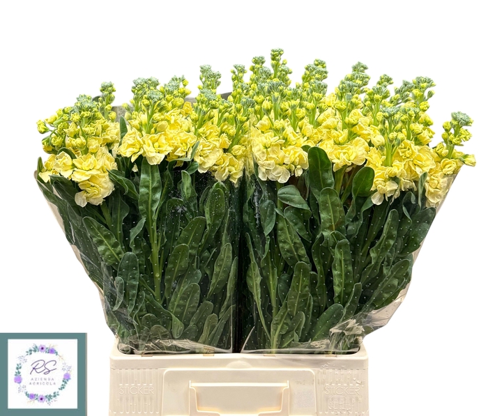 <h4>MATTH IRON YELLOW</h4>