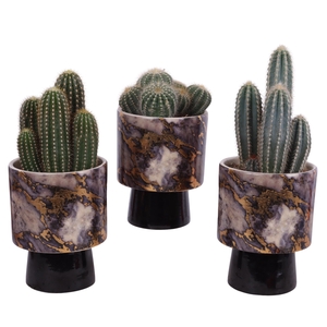 Cactus mix Ø12cm in Ø14cm Ceramic PL672