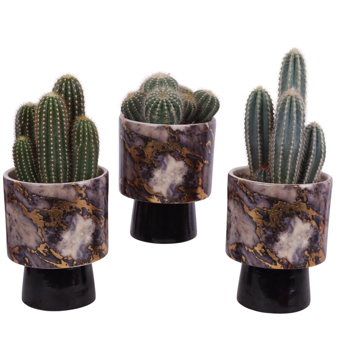 <h4>Cactus mix Ø12cm in Ø14cm Ceramic PL672</h4>