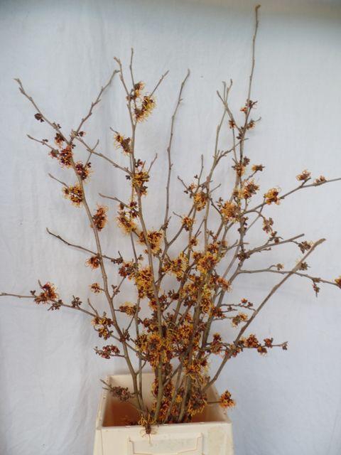 <h4>HAMA MOLLIS</h4>