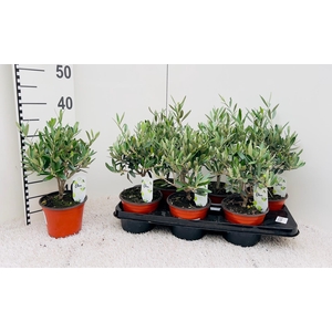 Olea europaea medi-bush