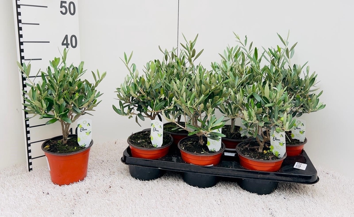 <h4>Olea europaea medi-bush</h4>