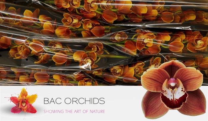 <h4>Cymb T Rene S Wish</h4>