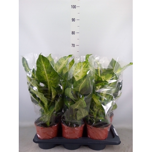 Dieffenbachia  'Mars'
