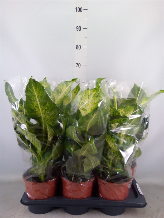 <h4>Dieffenbachia  'Mars'</h4>