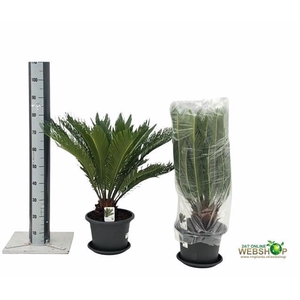CYCAS REVOLUTA