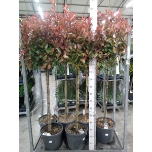 Photinia fraseri