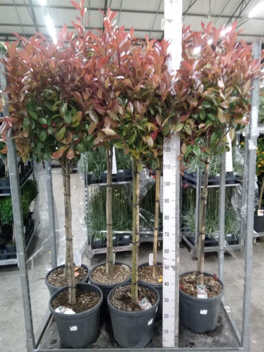 <h4>Photinia fraseri</h4>