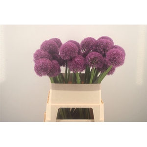 Allium Grootbloemig