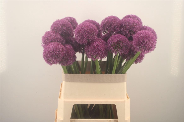 <h4>Allium Grootbloemig</h4>