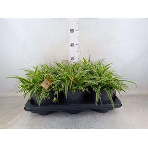 Chlorophytum com. 'Ocean'