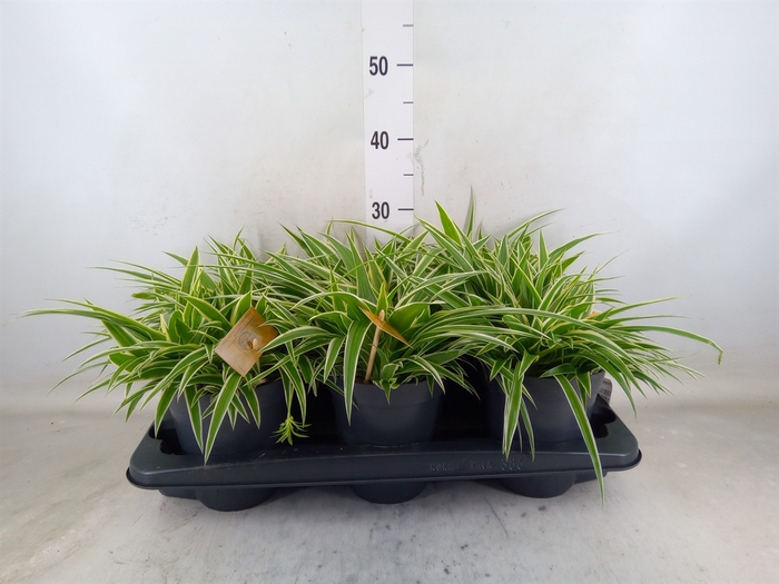 <h4>Chlorophytum com. 'Ocean'</h4>