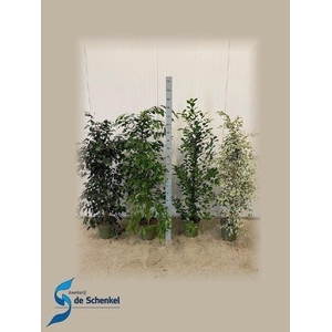 Ficus benja.   ...mix