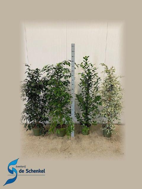 <h4>Ficus benja.   ...mix</h4>