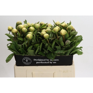 Paeonia Claire De Lune