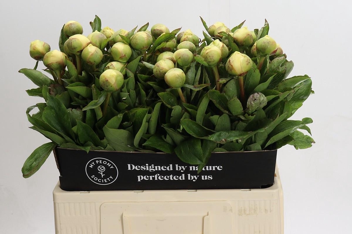 Paeonia Claire De Lune