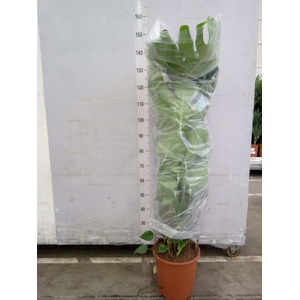 Monstera delic.