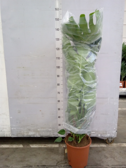 <h4>Monstera delic.</h4>