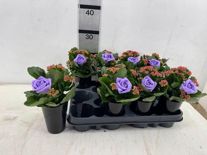 <h4>ARR PL IN SCHAAL</h4>