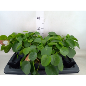 Pilea peperomioides