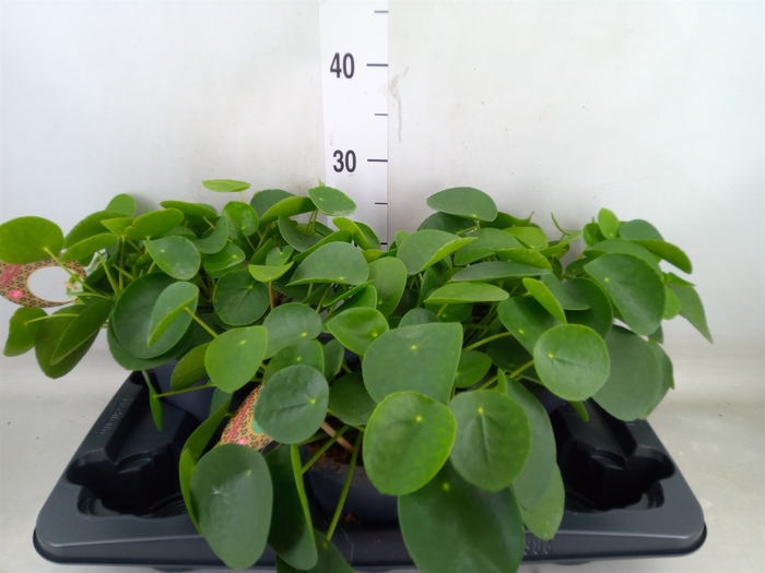 <h4>Pilea peperomioides</h4>